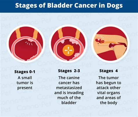 Bladder Cancer in Dogs | Canna Pet