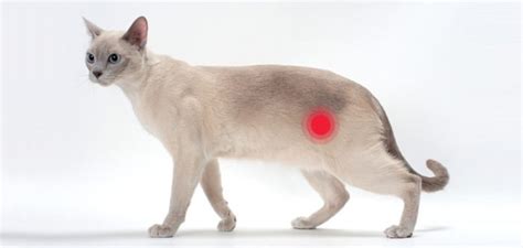 Bladder Inflammation In Cats:What Do You Need To Know ...