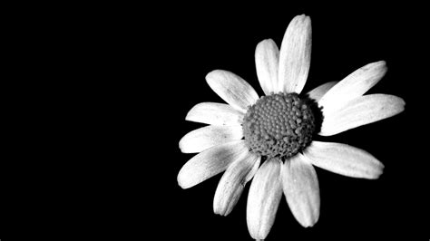 Blanco y negro Imagen & Foto | plantas, flores, mis favoritas Fotos de ...