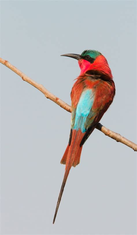 » Blog Archive The Bee eaters of Africa by Adam Riley ...