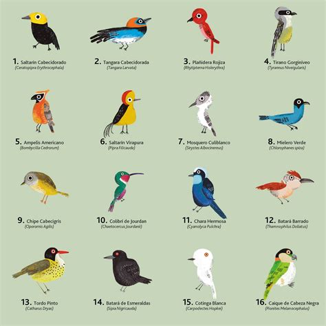 Blog de Dipacho : Aves colombianas para la Biblioteca  El parque