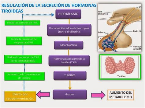 BLOG DE FISIOLOGIA SUSAN KARELY LOPEZ OROPEZA: TIROIDES