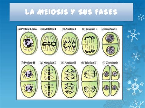 Blog de la vida  BIOLOGIA : Mitosis y Meiosis.