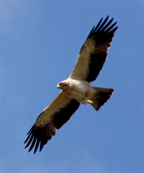 Blog de ornitología y observaciones en la naturaleza: Águila calzada ...