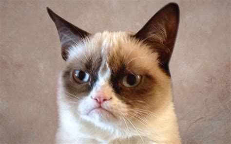 BLOG DEL MALDAD: Memes del Grumpy Cat  gato enojado