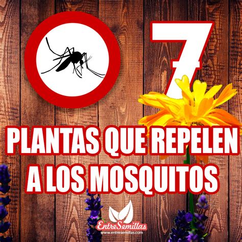 Blog Entre Semillas | 7 Plantas que repelen mosquitos de ...