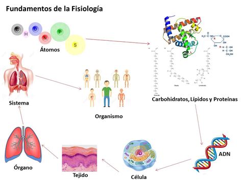 Blog Fisiología UAS: Fundamentos de la Fisiología