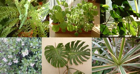 Blog Plano&Plano | Plantas dentro de casa   Folhagens e ...