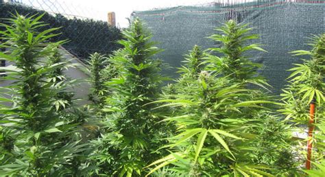 Blog   Where Is The Best Place To Grow Weed In The U.S ...