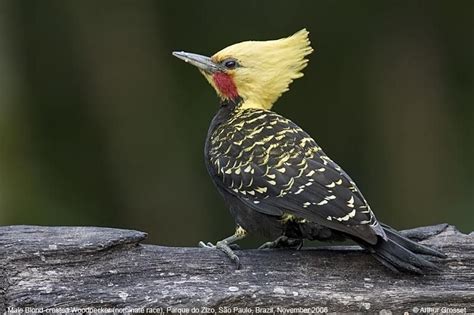 Blond Crested Woodpecker | Pájaro carpintero, Pajaros, Martin pescador