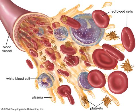 Blood Plasma | Britannica