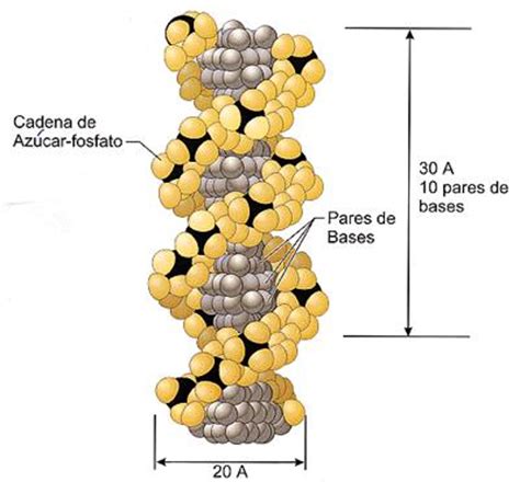 bloque 5 quimica 2: la importancia de las macromoleculas naturales