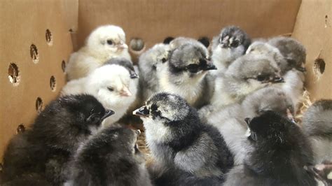 Blue Ameraucana Chicks for Sale | Cackle Hatchery