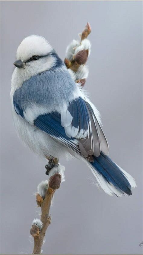 Blue and White Bird | Aves, Aves de compañía y Animales de ...