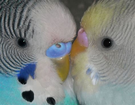Blue and White Female Parakeet | ... the left has a blue ...