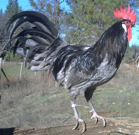 Blue Andalusian | Pet chickens, Hen chicken, Chickens and roosters