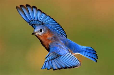 Blue Bird picture, Blue, Blue Bird, Flying, Image, Natural ...