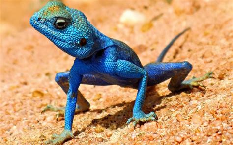 Blue crested Lizard | Blue lizard, Lizard, Pet birds