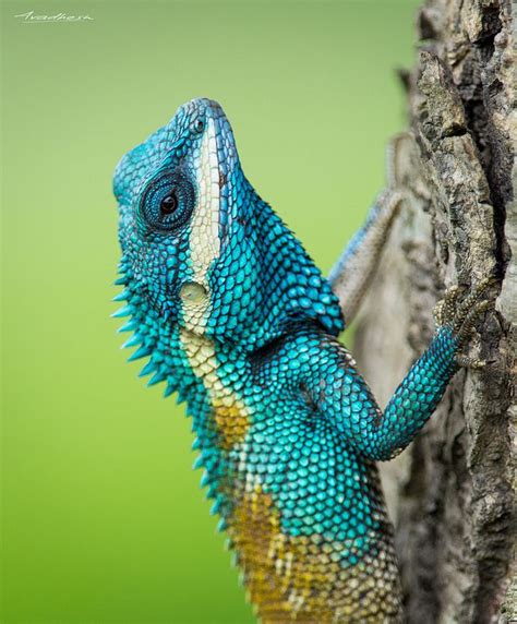 Blue crested Lizard | Lizard, Blue lizard, Pictures of reptiles