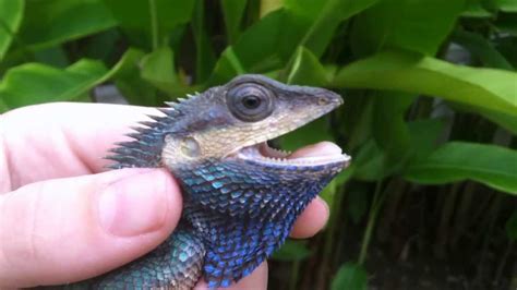 Blue crested Lizard   YouTube