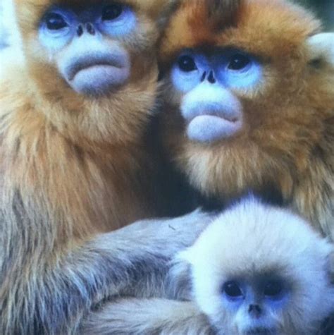 Blue Face Monkeys | Animals, Monkey, Gorilla