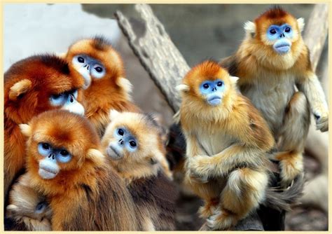 Blue face monkeys..our beautiful relatives