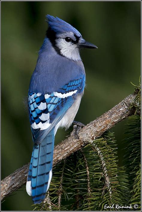 Blue Jay  121119 0057   Explore  | Beautiful birds, Blue ...