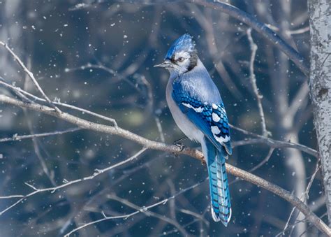 Blue Jay Bird 4k, HD Birds, 4k Wallpapers, Images ...