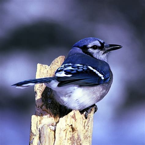 Blue jay bird nature Free stock photos in JPEG  .jpg ...