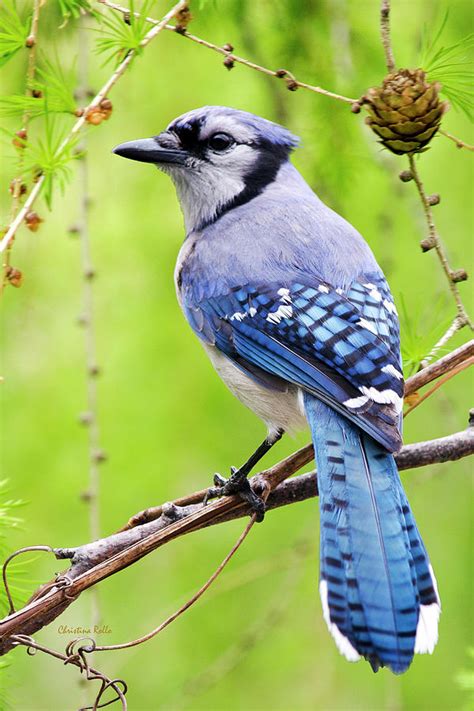 Blue Jay Bird Photograph by Christina Rollo