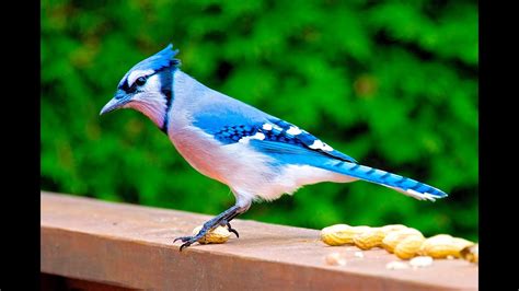 Blue Jay Cyanocitta cristata arrendajo azul blauhäher ...