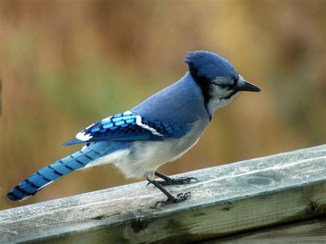blue jay facts2   Birds Flight