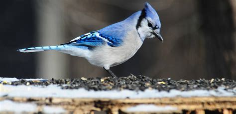 Blue Jay – Indiana Audubon Society