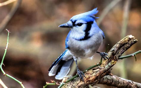 Blue Jay Wallpapers   Wallpaper Cave