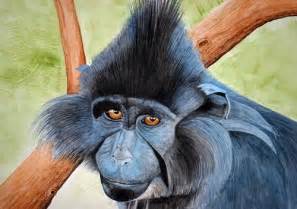 Blue Monkey: Facts, Characteristics, Habitat and More | Animal Place