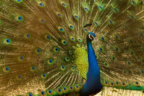 Blue Peacock · Free Stock Photo