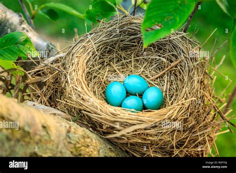 Blue petirrojos huevos en un nido en un árbol en el centro de Kentucky ...