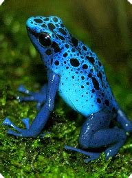 Blue Poison Dart Frog – Cosley Zoo