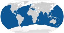 Blue shark   Wikipedia