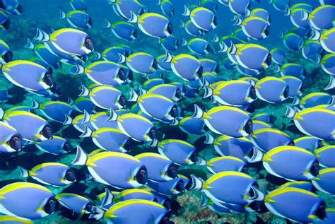 Blue Tang | Artist inspiration, Marine fish, Colorful fish