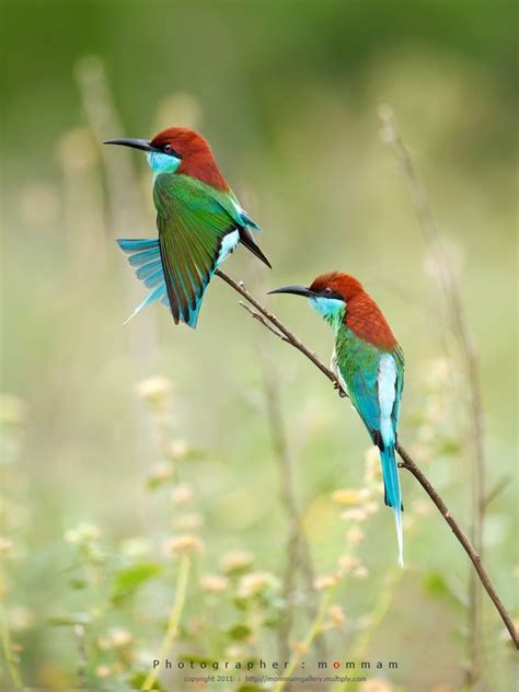 Blue throated Bee eater birds | Oiseaux, Nature
