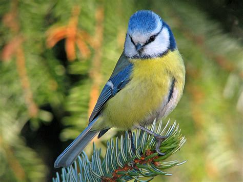 Blue Tits and the ‘Potpourri’ hypothesis | Nature and Science