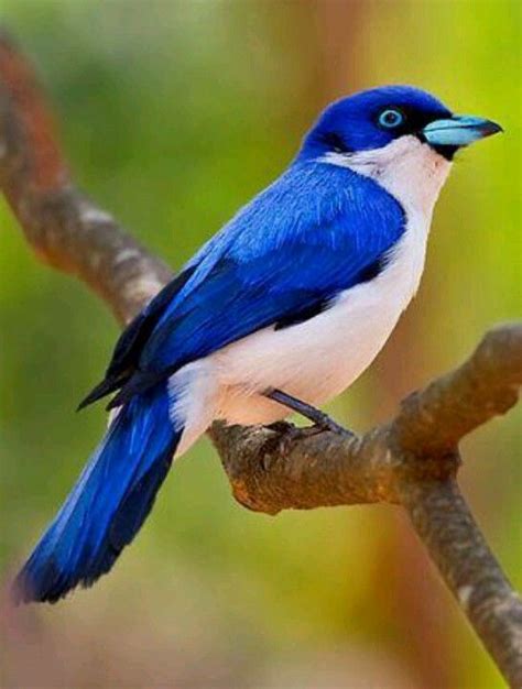 Blue vanga, Madagascar | Birds | Birds, Beautiful birds ...