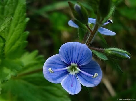 Blue wild flower | Gardening Dreamscapes | Pinterest
