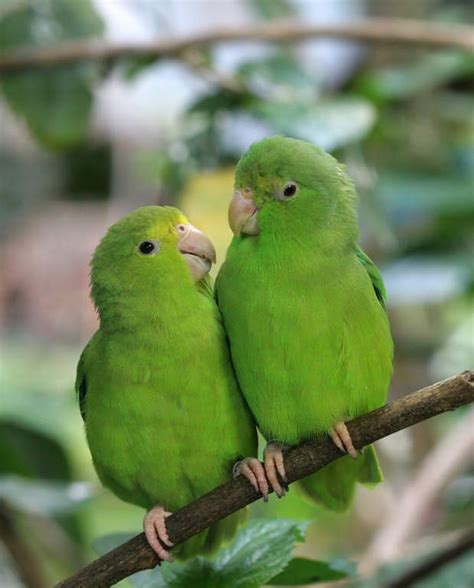 Blue Winged Parrotlet | Parrots | Breed Information | Omlet