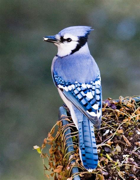 Bluejay | Blue jay, Backyard birds, Beautiful birds