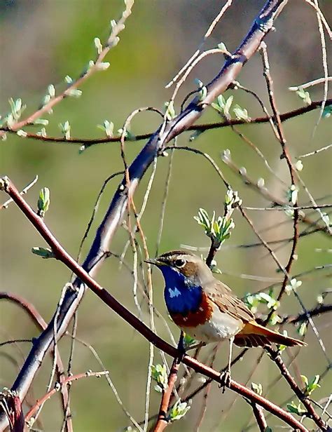 Bluethroat  Luscinia svecica  | Danube Delta Birdwatching