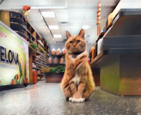 Bobo, el gato que trabaja en una tienda de NY | Mascotas