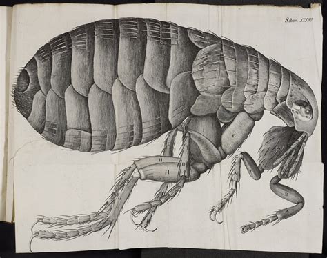 Bodleian Treasures – Micrographia