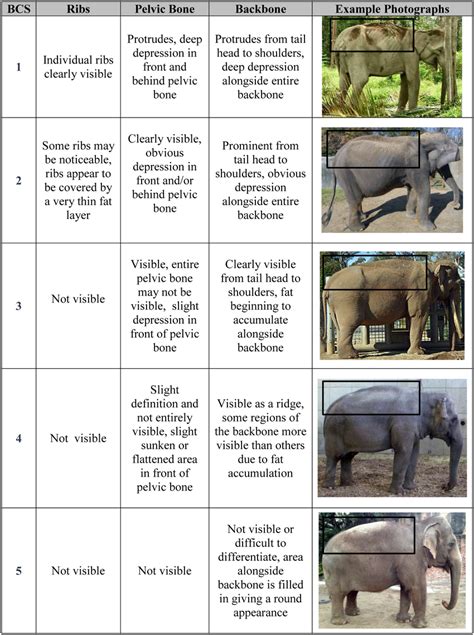 Body condition scoring  BCS  index for Asian elephants. | Download ...